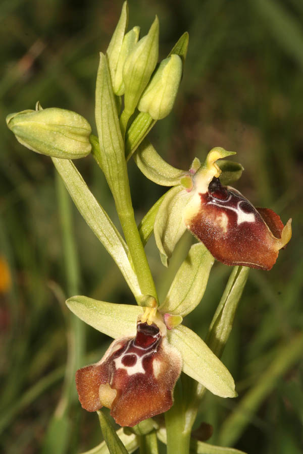 Ophrys oxyrrhynchos, Ophrys lacaitae e loro ibrido